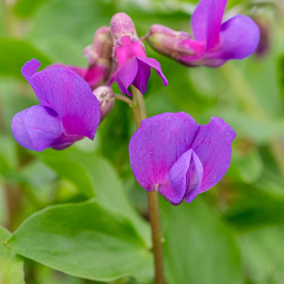Lathyrus vernus - Hardy's Cottage Garden Plants