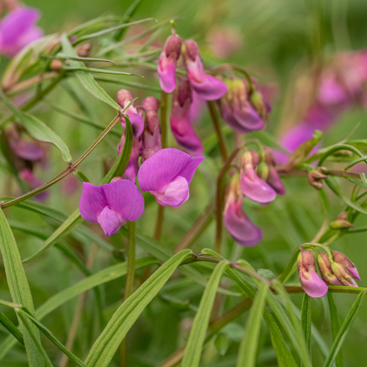 Lathyrus vernus 'Gracilis' - Hardy's Cottage Garden Plants
