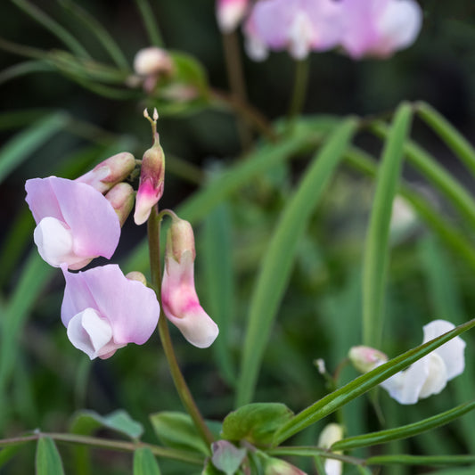 Lathyrus vernus 'Gracilis Alboroseus' - Hardy's Cottage Garden Plants