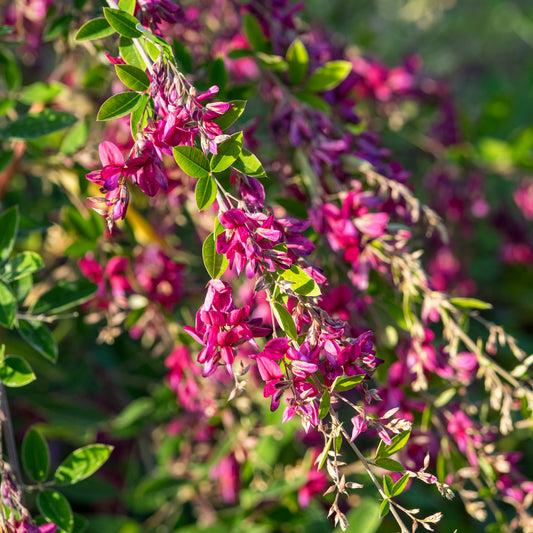 Lespedeza thunbergii - Hardy's Cottage Garden Plants