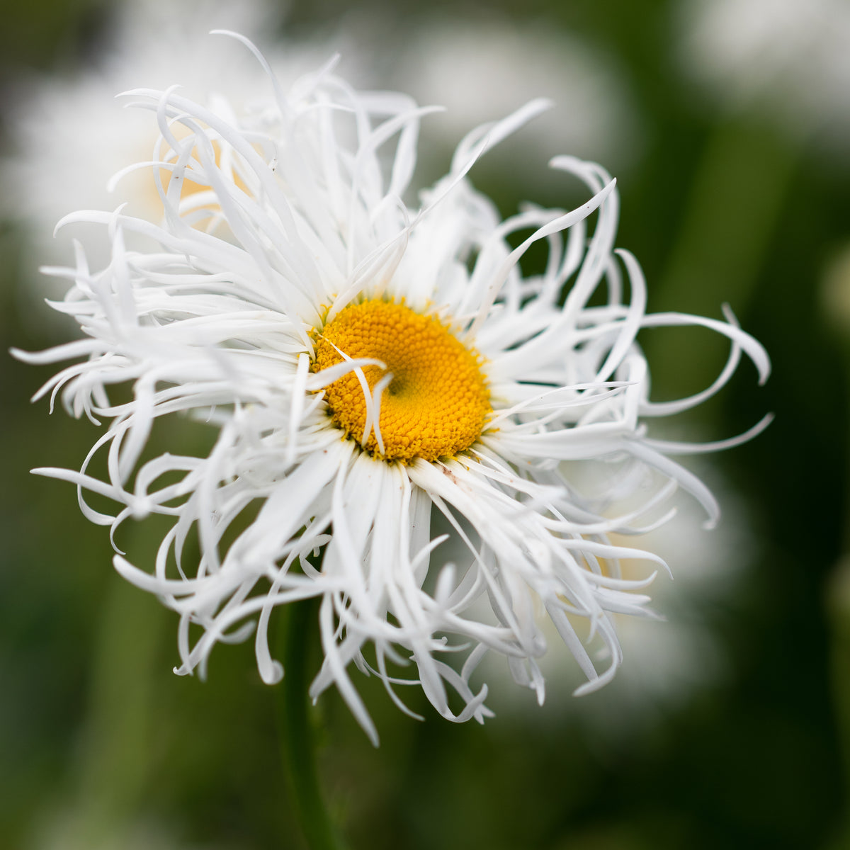 Leucanthemum x superbum 'Beaute Nivelloise' - Hardy's Cottage Garden Plants