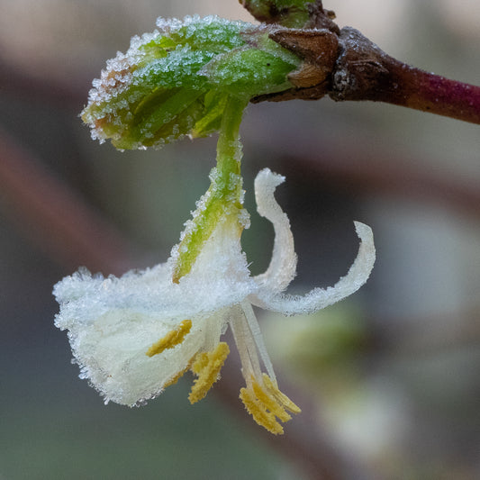 Lonicera x purpusii 'Winter Beauty' - Hardy's Cottage Garden Plants