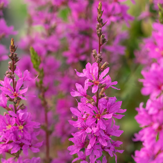Lythrum virgatum Dropmore Purple close-up of reddish-purple flower spike