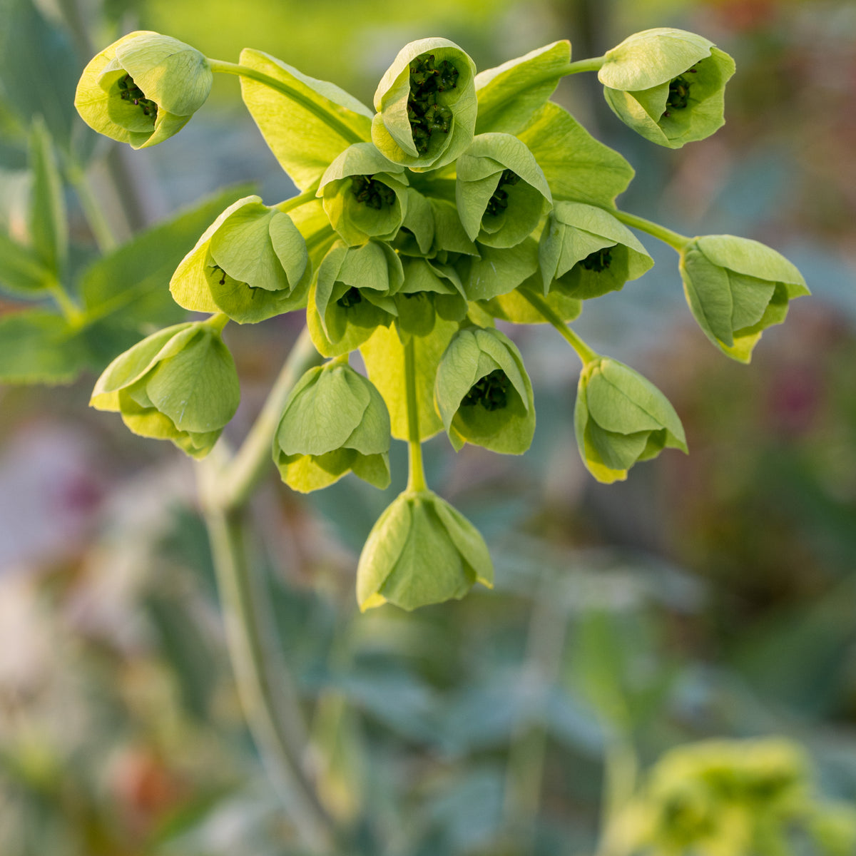 Mathiasella bupleuroides 'Green Dream' - Hardy's Cottage Garden Plants
