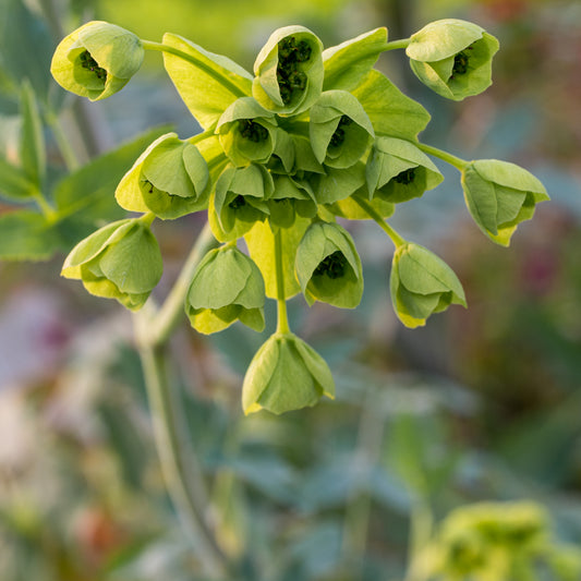 Mathiasella bupleuroides 'Green Dream' - Hardy's Cottage Garden Plants