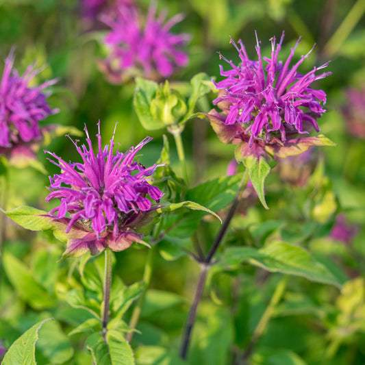 Monarda 'Prarienacht' - Hardy's Cottage Garden Plants