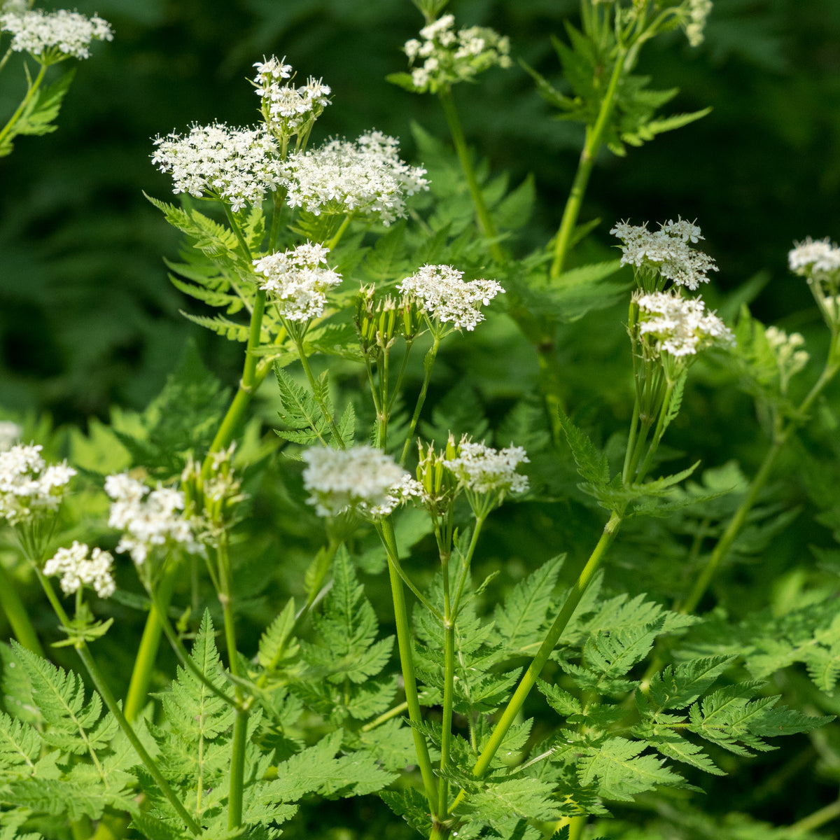 Myrrhis odorata - Hardy's Cottage Garden Plants