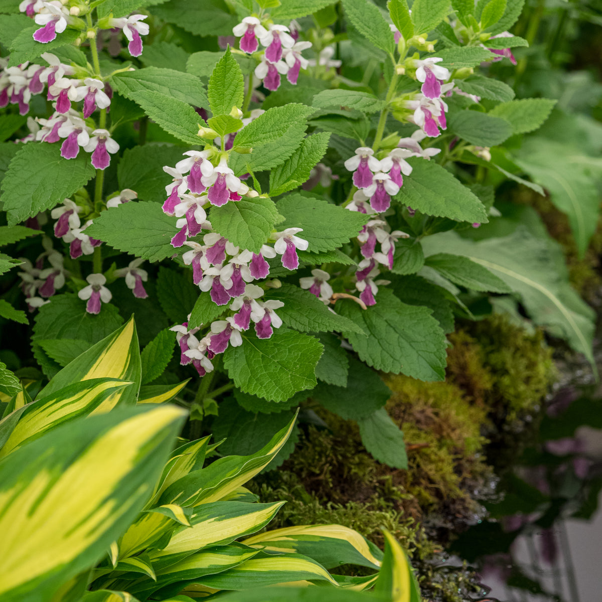 Melittis melissophyllum 'Royal Velvet Distinction' PBR - Hardy's Cottage Garden Plants