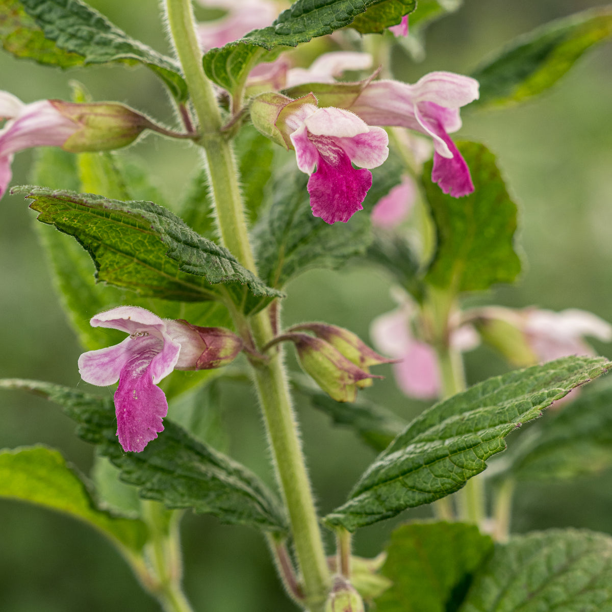 Melittis melissophyllum 'Cyclamenroze' - Hardy's Cottage Garden Plants
