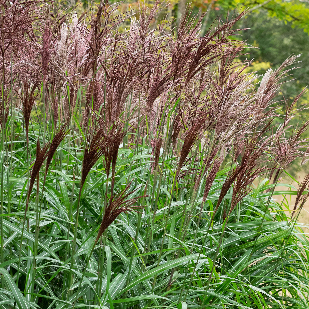 Grass in flower. Red plumes. Long narrow green leaves with silver midrib.