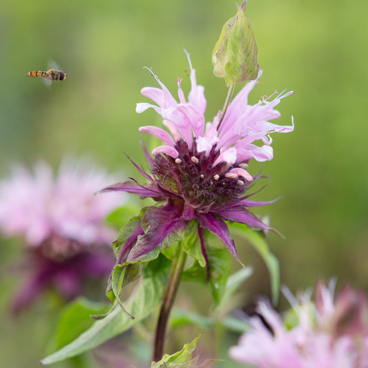 Monarda 'Beauty of Cobham' - Hardy's Cottage Garden Plants