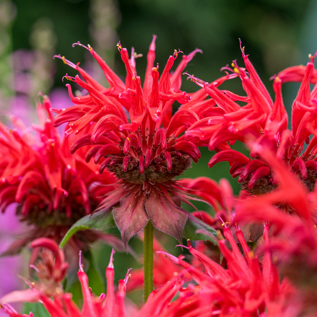 Monarda 'Cambridge Scarlet' - Hardy's Cottage Garden Plants