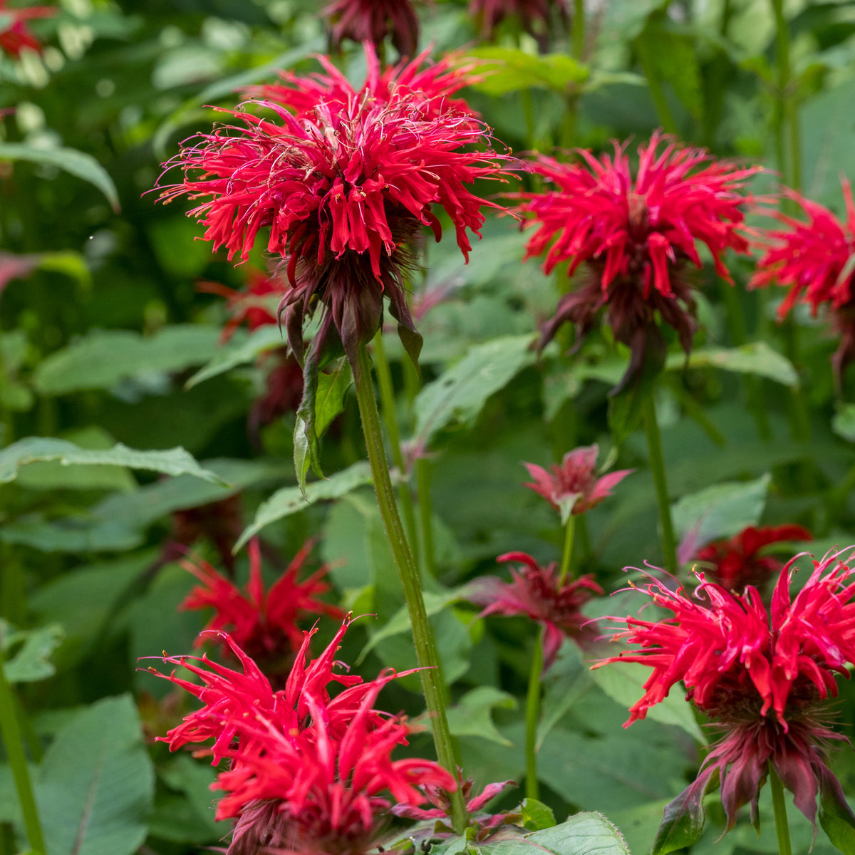 Monarda 'Gardenview Scarlet' - Hardy's Cottage Garden Plants