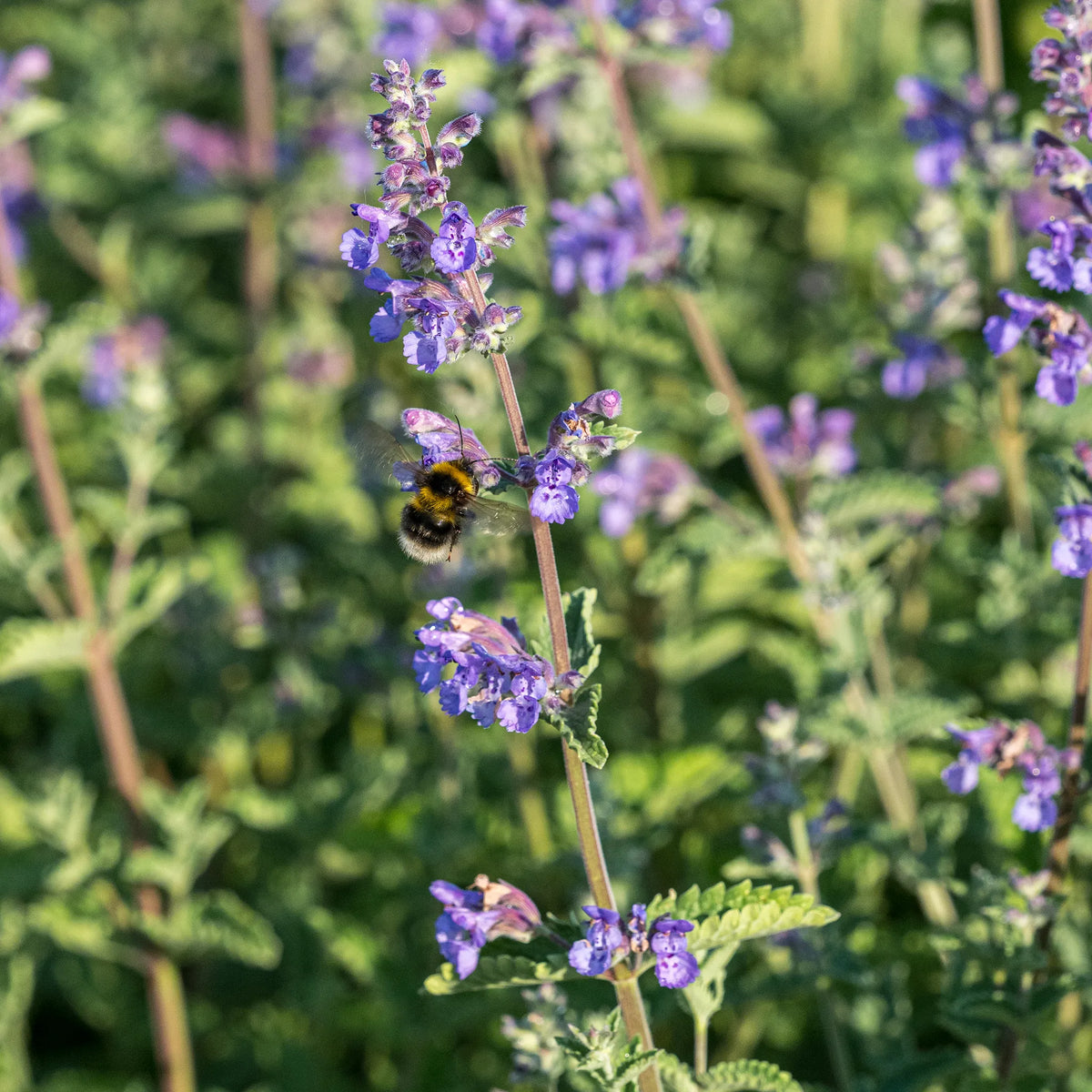 Nepeta racemosa Walker's Low lilac-blue flower spikes above grey-green foliage in full summer bloom