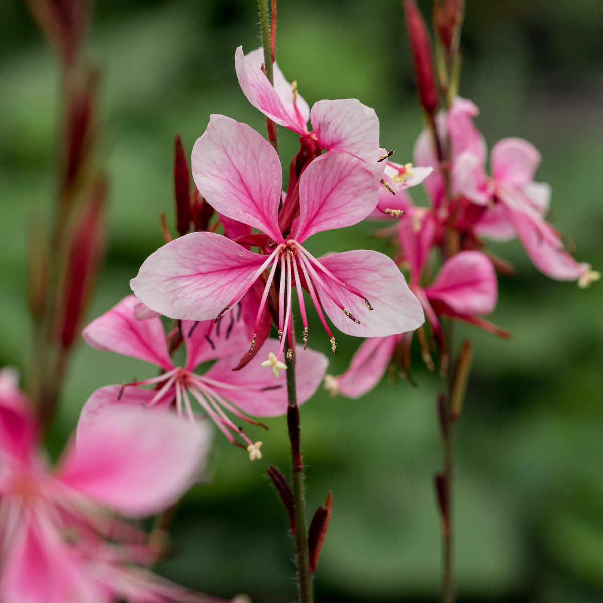 Oenothera Rosy Shimmers ('Harshim' PBR) (G) - Hardy's Cottage Garden Plants