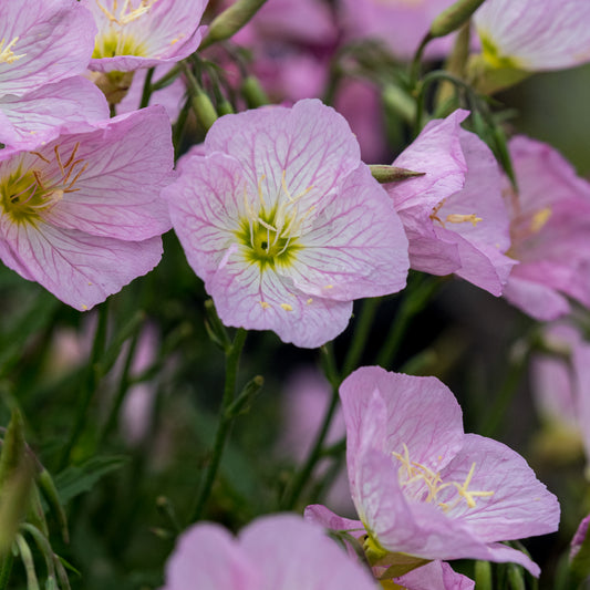 Oenothera speciosa Twilight ('Turner01'PBR) (v) - Hardy's Cottage Garden Plants