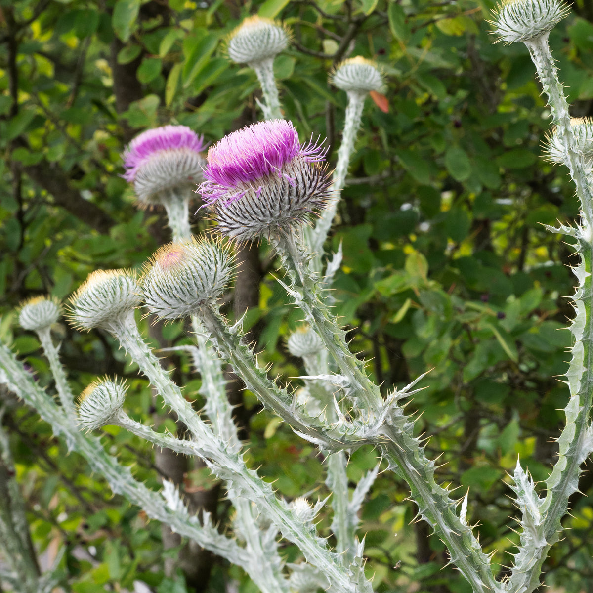 Onopordum acanthium - Hardy's Cottage Garden Plants