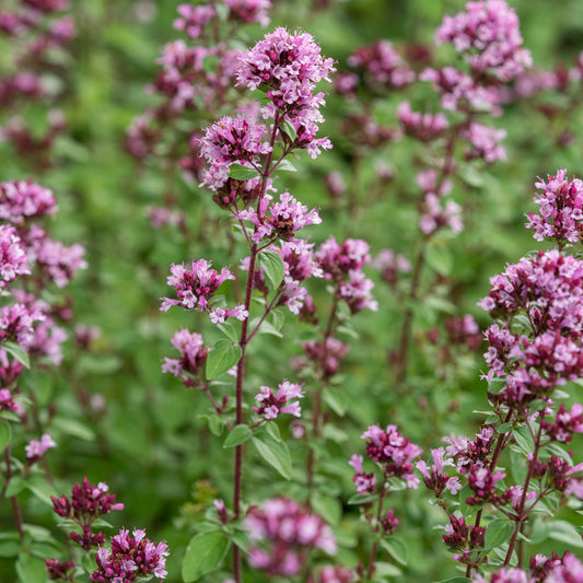 Origanum laevigatum - Hardy's Cottage Garden Plants