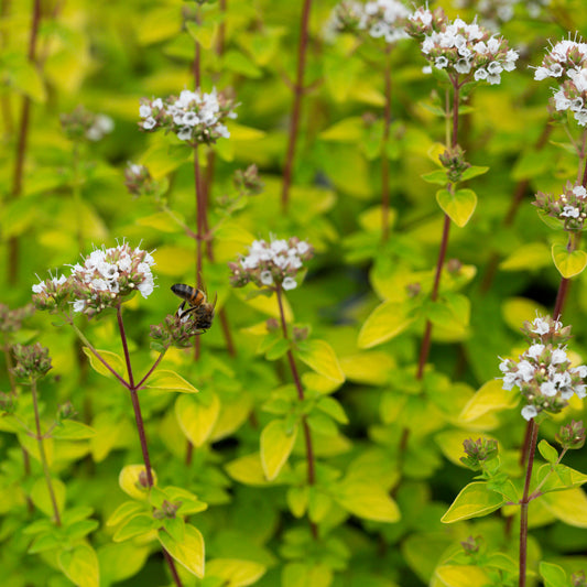 Origanum vulgare 'Aureum' - Hardy's Cottage Garden Plants