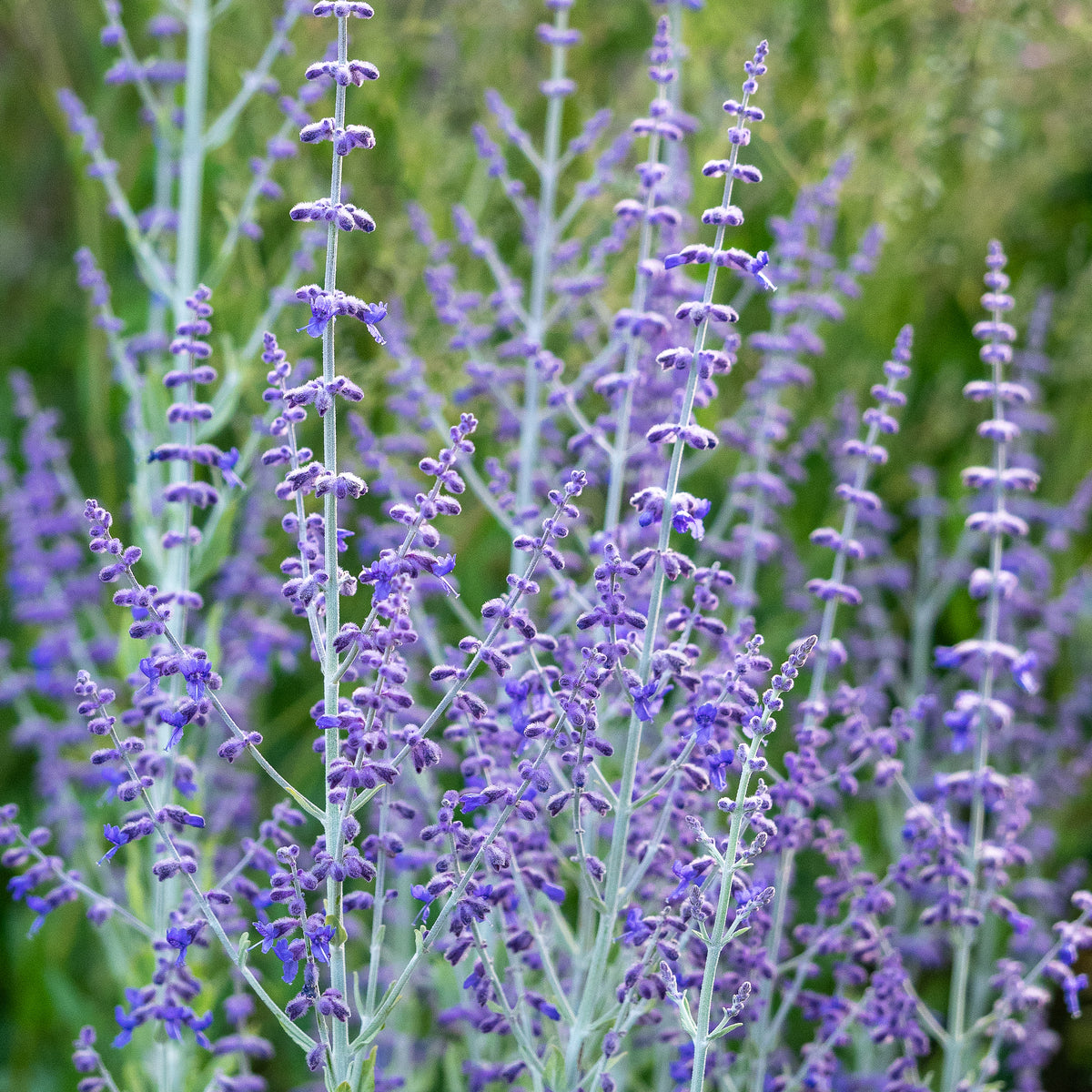 Salvia atriplicifolia 'Little Spire' PBR (Pe) - Hardy's Cottage Garden Plants