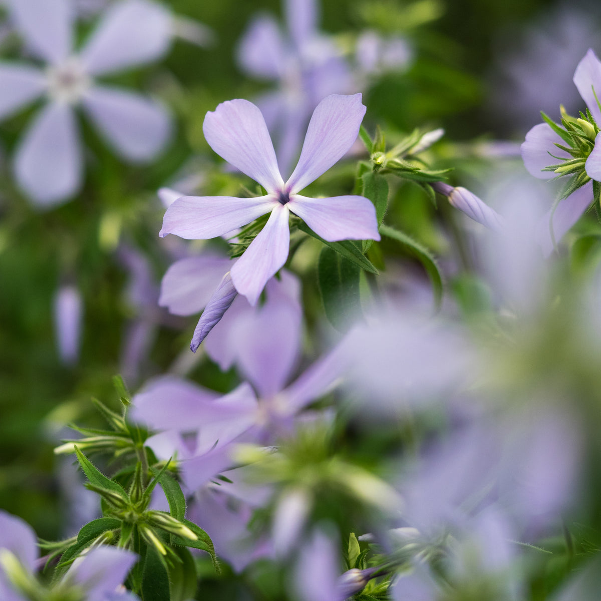 Phlox divaricata 'Clouds of Perfume' - Hardy's Cottage Garden Plants
