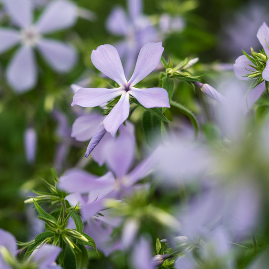 Phlox divaricata 'Clouds of Perfume' - Hardy's Cottage Garden Plants