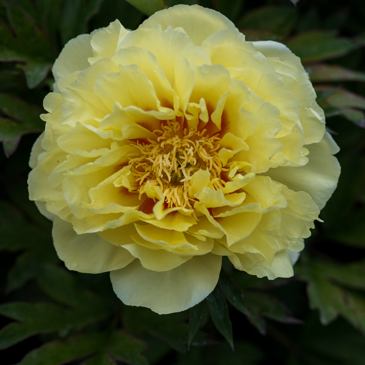 Paeonia 'Bartzella' - Hardy's Cottage Garden Plants