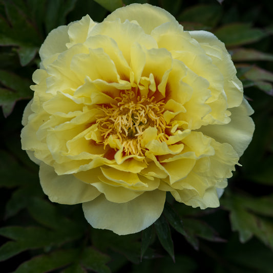 Paeonia 'Bartzella' - Hardy's Cottage Garden Plants