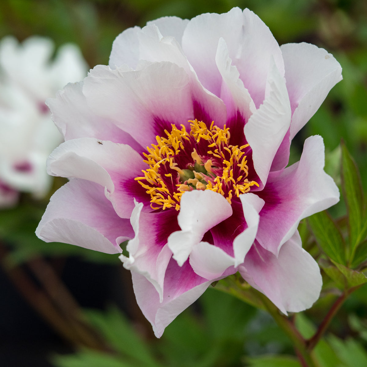 Paeonia 'Cora Louise' - Hardy's Cottage Garden Plants