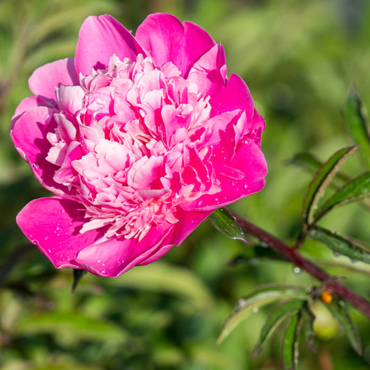 Paeonia lactiflora 'Gay Paree' - Hardy's Cottage Garden Plants