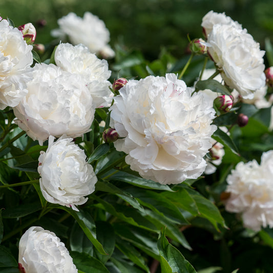 Paeonia lactiflora 'Shirley Temple' - Hardy's Cottage Garden Plants