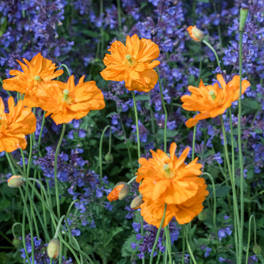 Papaver rupifragum - Hardy's Cottage Garden Plants