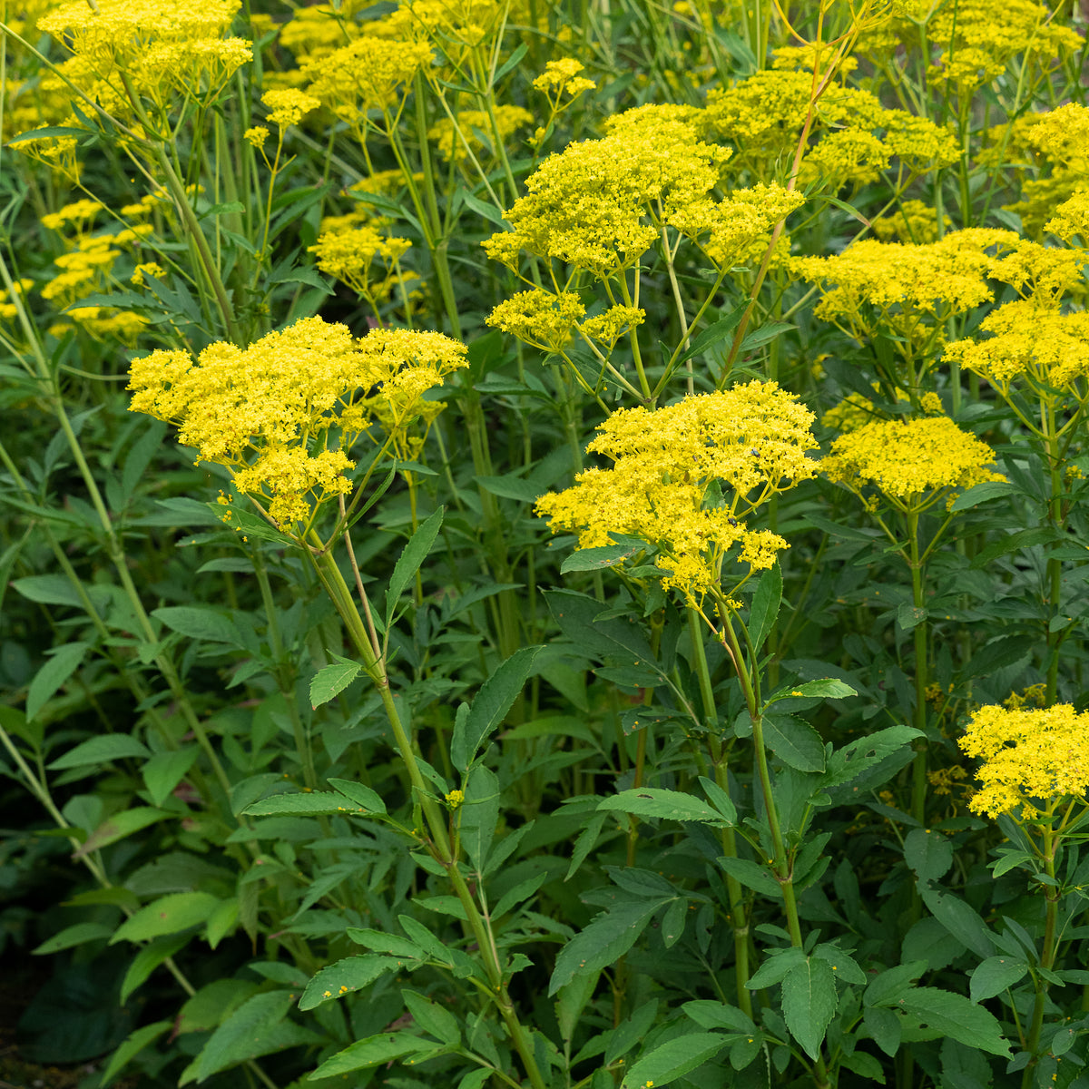 Patrinia scabiosifolia - Hardy's Cottage Garden Plants