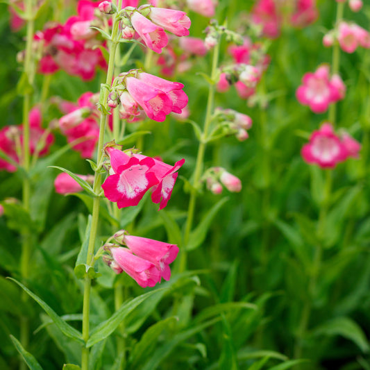 Penstemon 'Flamingo' - Hardy's Cottage Garden Plants