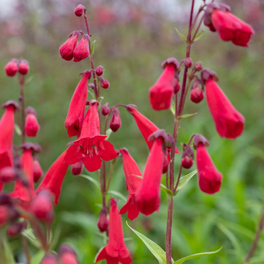 Penstemon 'Newbury Gem' - Hardy's Cottage Garden Plants