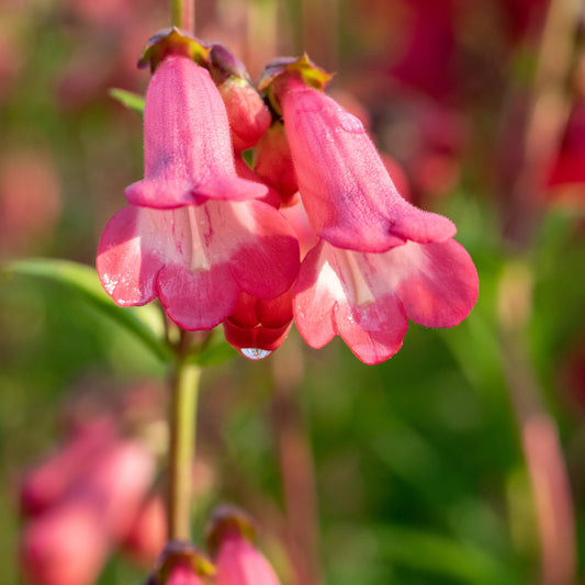 Penstemon 'Pennington Gem' - Hardy's Cottage Garden Plants