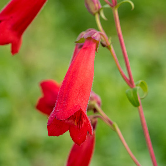 Penstemon 'Cherry' - Hardy's Cottage Garden Plants