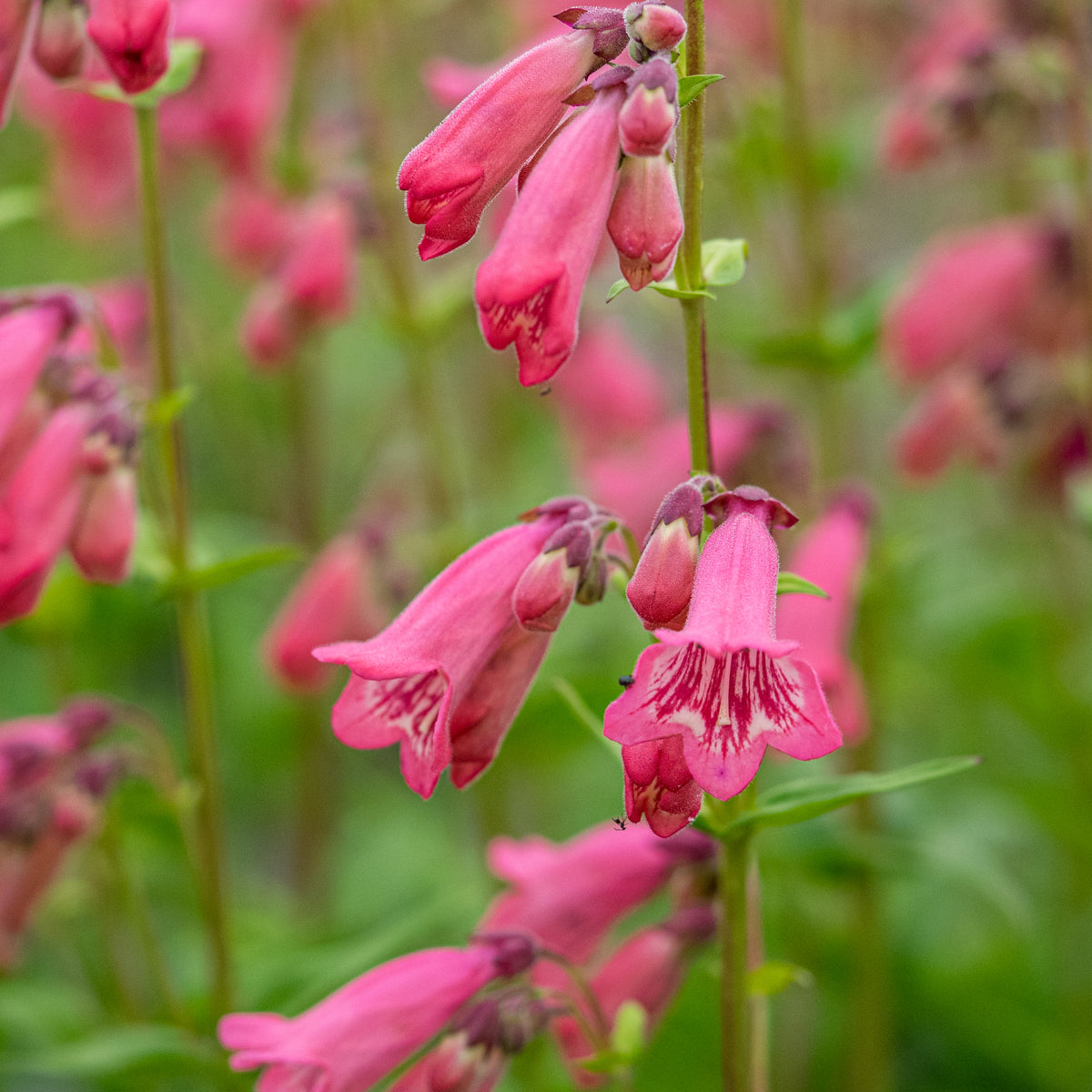Penstemon 'Hidcote Pink' - Hardy's Cottage Garden Plants