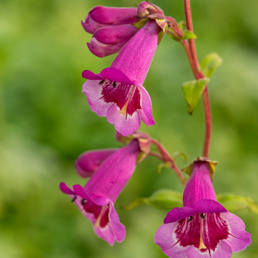 Penstemon 'Lilac and Burgundy' - Hardy's Cottage Garden Plants