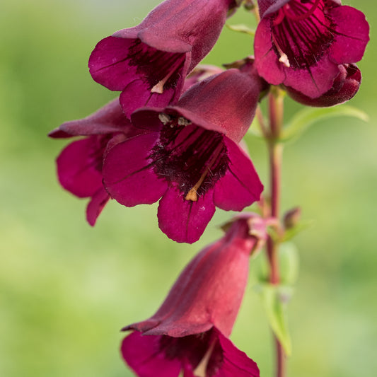 Penstemon 'Rich Ruby' - Hardy's Cottage Garden Plants