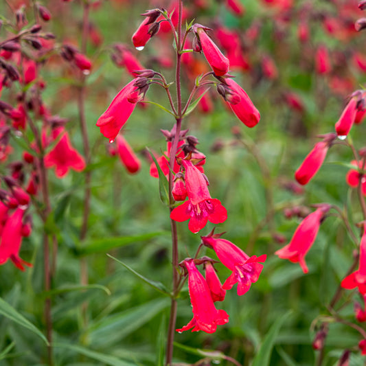 Penstemon 'Schoenholzeri' - Hardy's Cottage Garden Plants