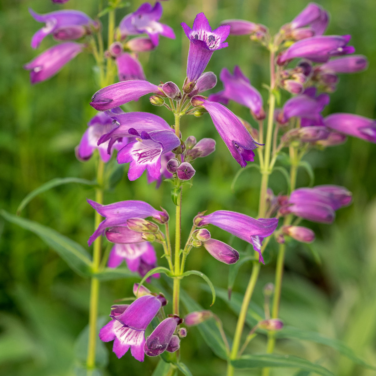 Penstemon 'Sour Grapes' - Hardy's Cottage Garden Plants