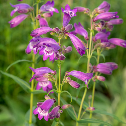 Penstemon 'Sour Grapes' - Hardy's Cottage Garden Plants