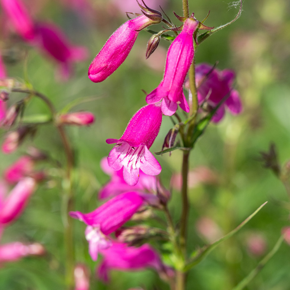 Penstemon 'Threave Pink' - Hardy's Cottage Garden Plants