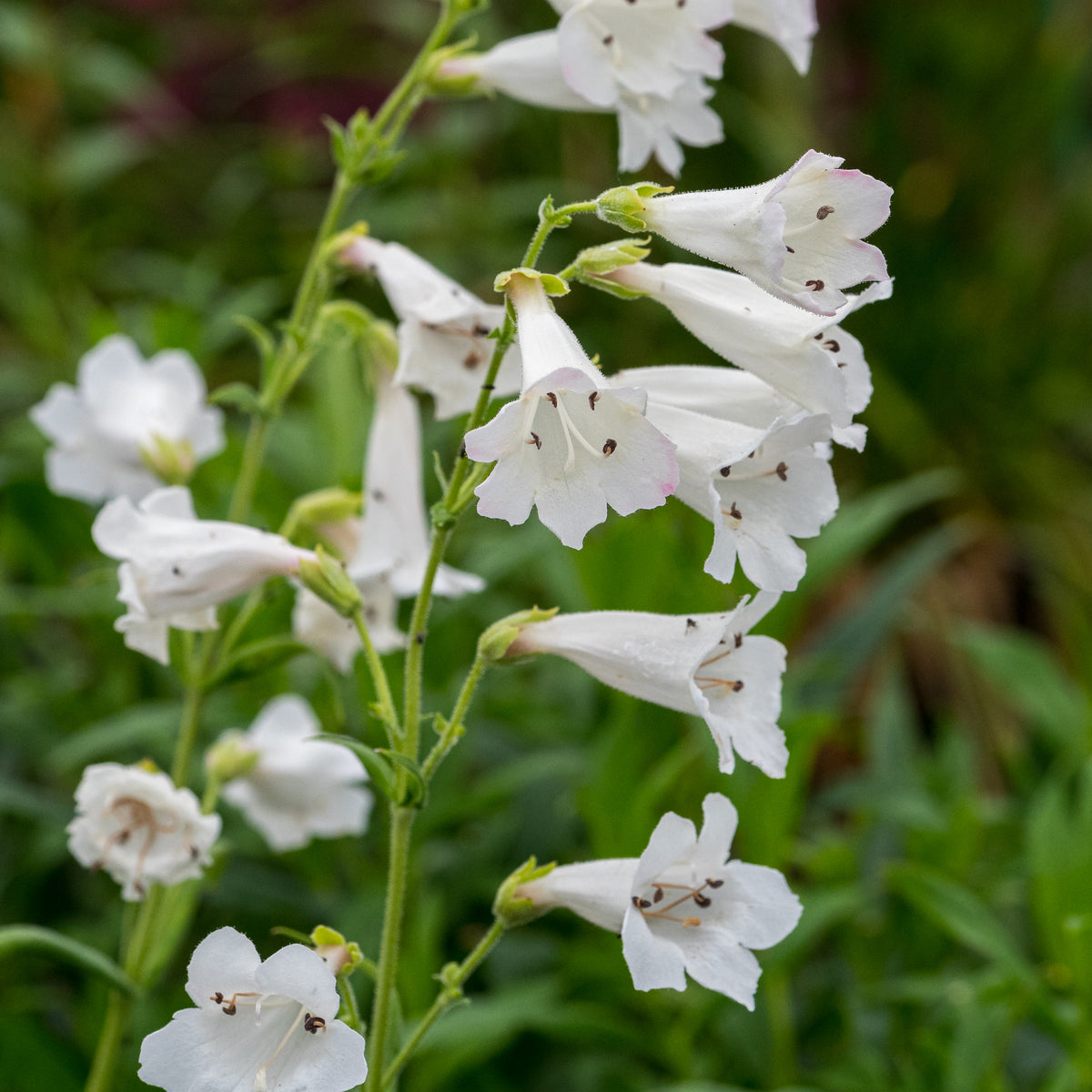 Penstemon 'White Bedder' - Hardy's Cottage Garden Plants