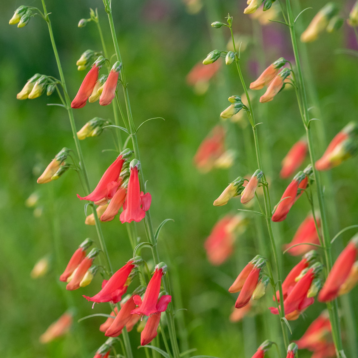 Penstemon barbatus 'Roseus' - Hardy's Cottage Garden Plants