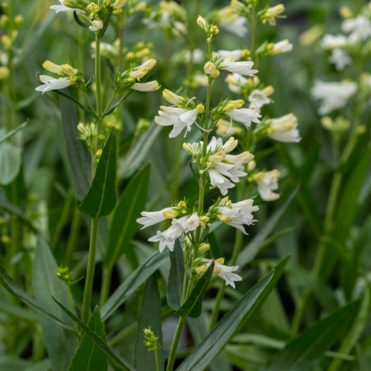 Penstemon glaber 'Roundway Snowflake' - Hardy's Cottage Garden Plants