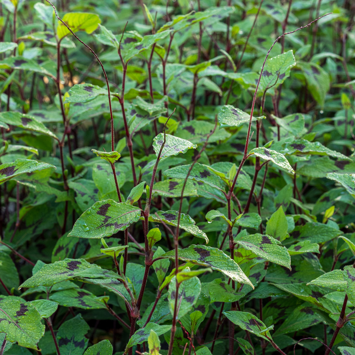 Persicaria virginiana var. filiformis - Hardy's Cottage Garden Plants