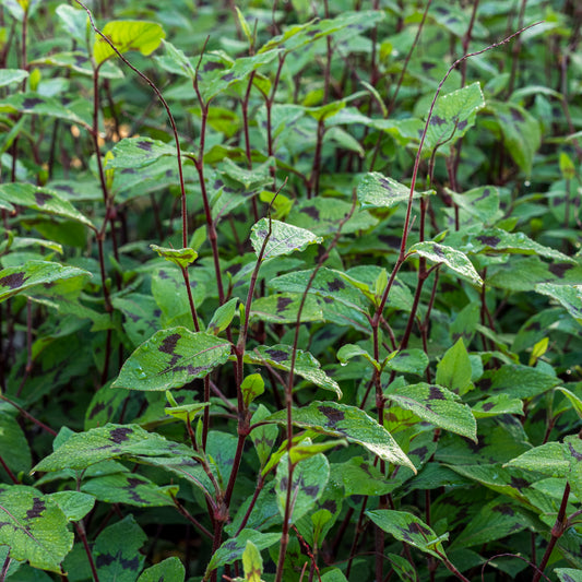Persicaria virginiana var. filiformis - Hardy's Cottage Garden Plants