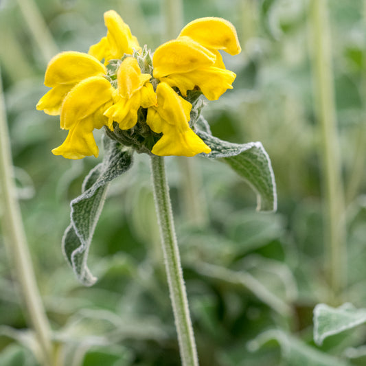 Phlomis grandiflora 'Lloyd's Silver' - Hardy's Cottage Garden Plants